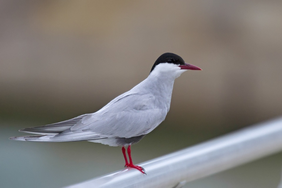 Whiskered Tern (Chlidonias hybridus)